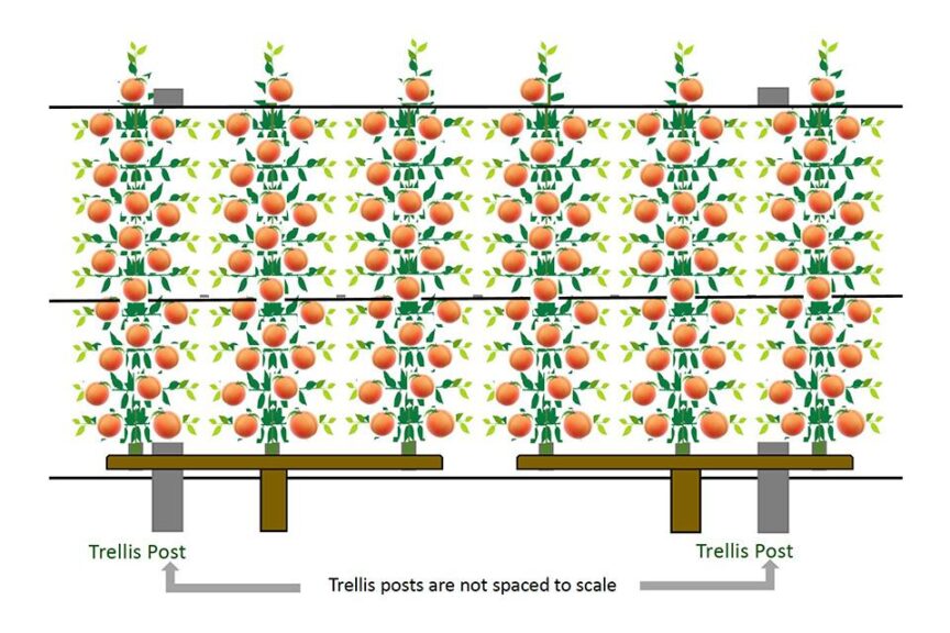 Why Digital Precision Means More Peaches From the Orchard - Growing Produce