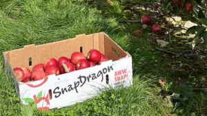 SnapDragon Apples Kick Off New, Multi-Year Partnership with the