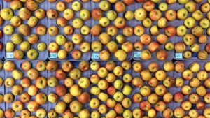 Honeycrisp was just the beginning: inside the quest to create the