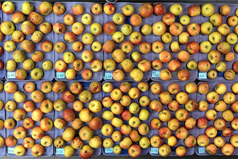 https://www.growingproduce.com/wp-content/uploads/2023/07/w_BP-on-HC-apples_featured.jpg