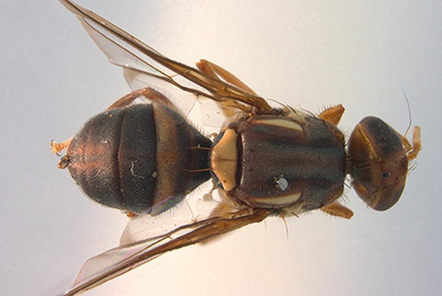 New invasive fruit fly found in California