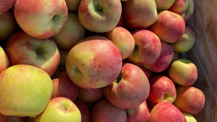 Honeycrisp was just the beginning: inside the quest to create the
