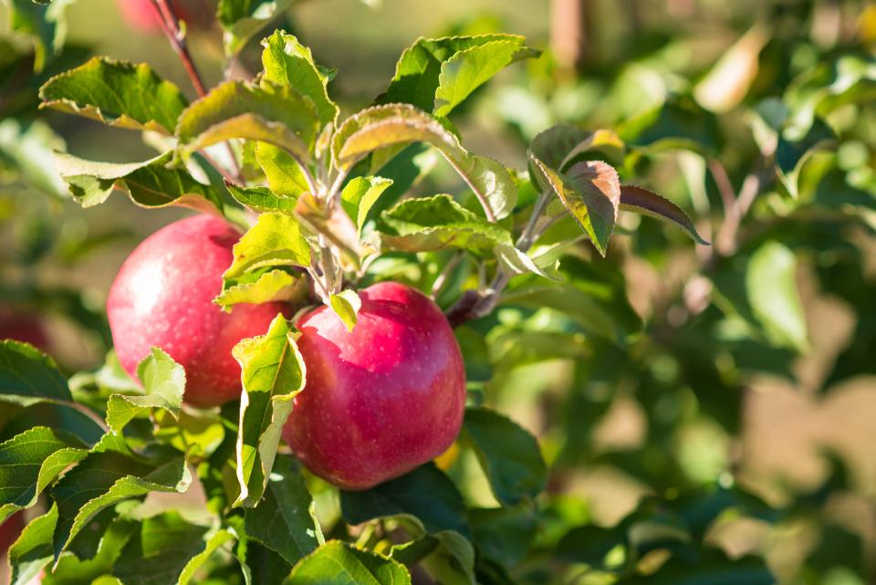 How About These Apples? Check Out 9 Juicy Varieties