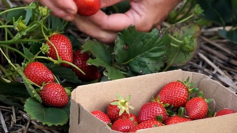 Low Calcium Levels in Strawberries Can Lead to Deformed Fruit