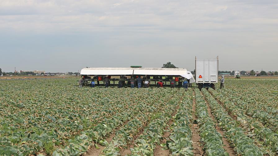 Analyzing Big Data on What's Happening in the Vegetable Industry