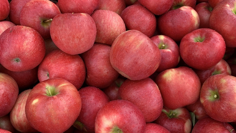 Better Color in Honeycrisp Possible with Aurora