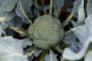 Ironman (Seminis Vegetable Seeds)