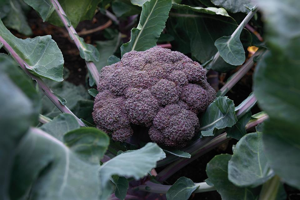 The Top Broccoli Varieties Growers Need To Check Out