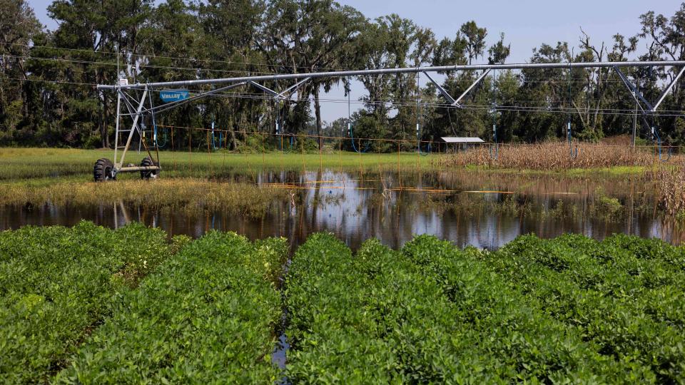 Hurricane Debby Toll on Florida Ag at Least $93 Million