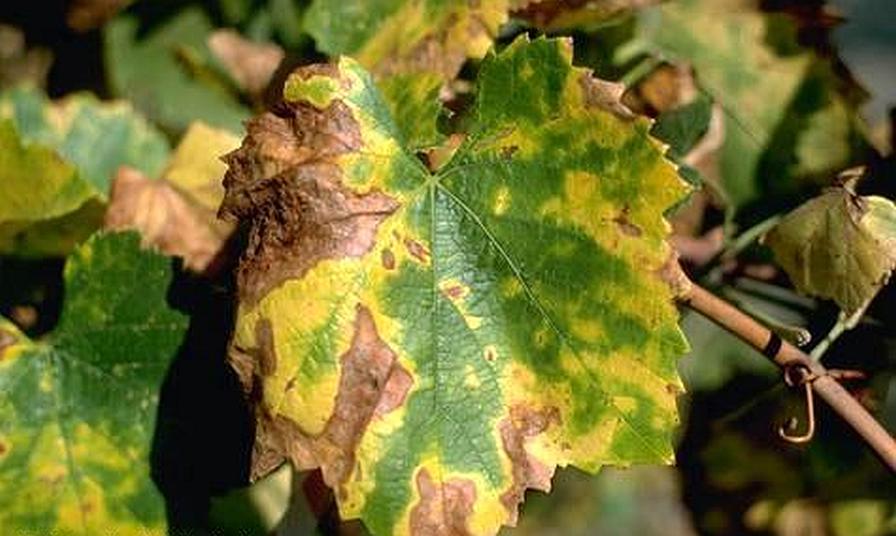 Wine Grape Growers in Texas Under Pressure From Pierce’s Disease