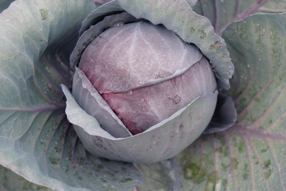 15 Cool Cabbage Varieties You Should Know and Grow