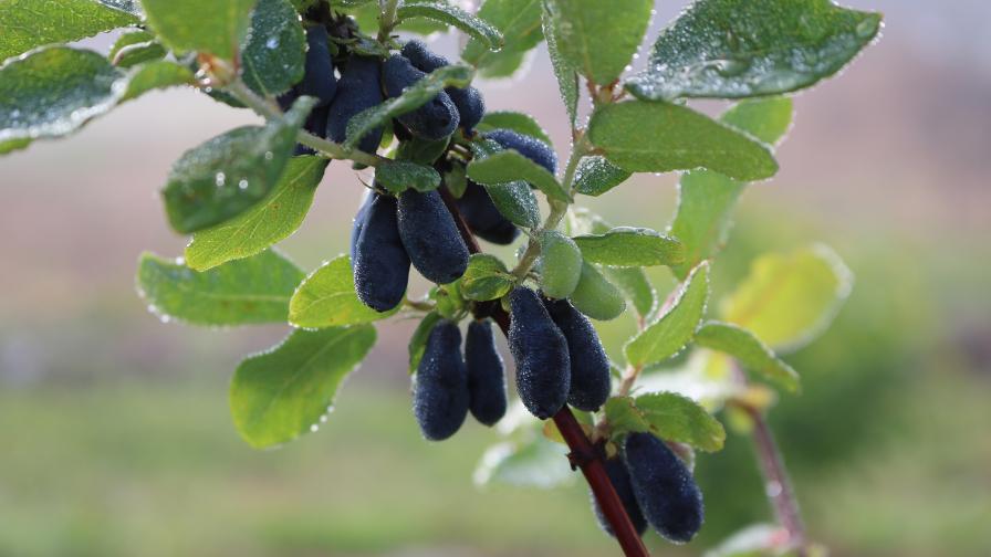 Honeyberry Could Be a New Alternative for Fruit Growers