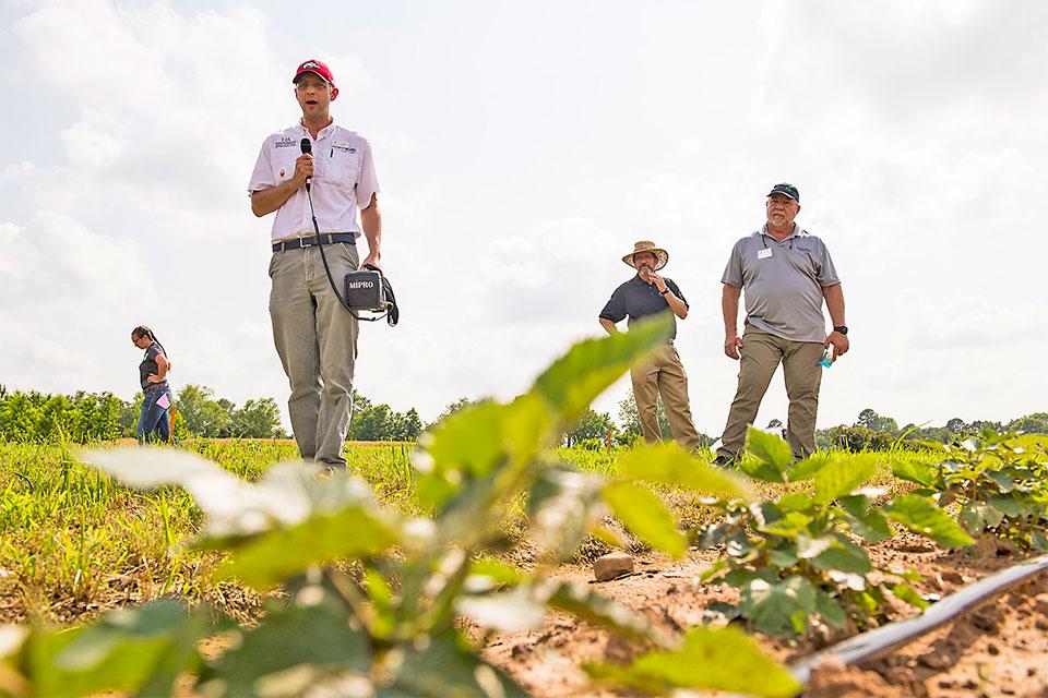 Old Weed Killers are New Again for Caneberry Growers