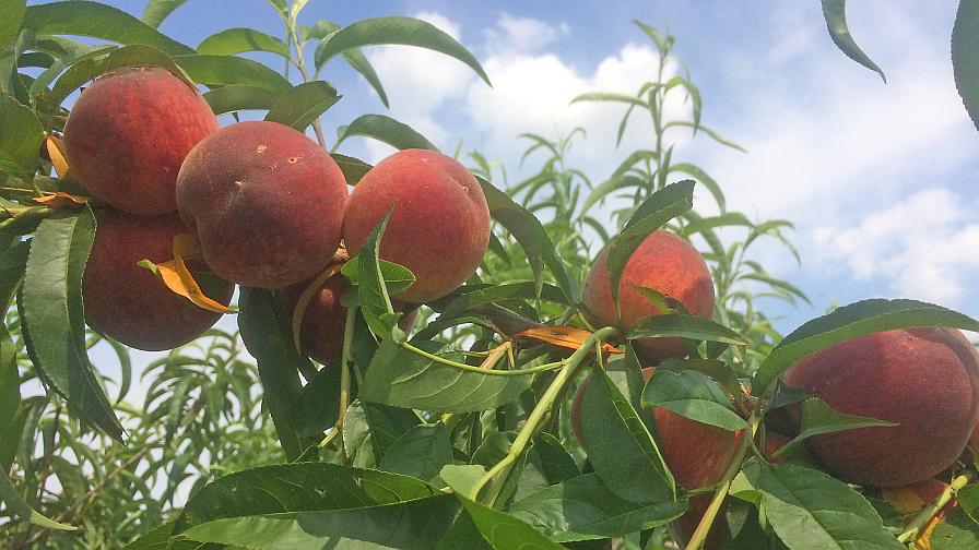 2 New Peach Cultivars for Growers To Consider