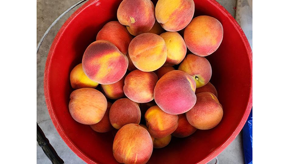 What To Know about Peach Firmness and the Eating Experience