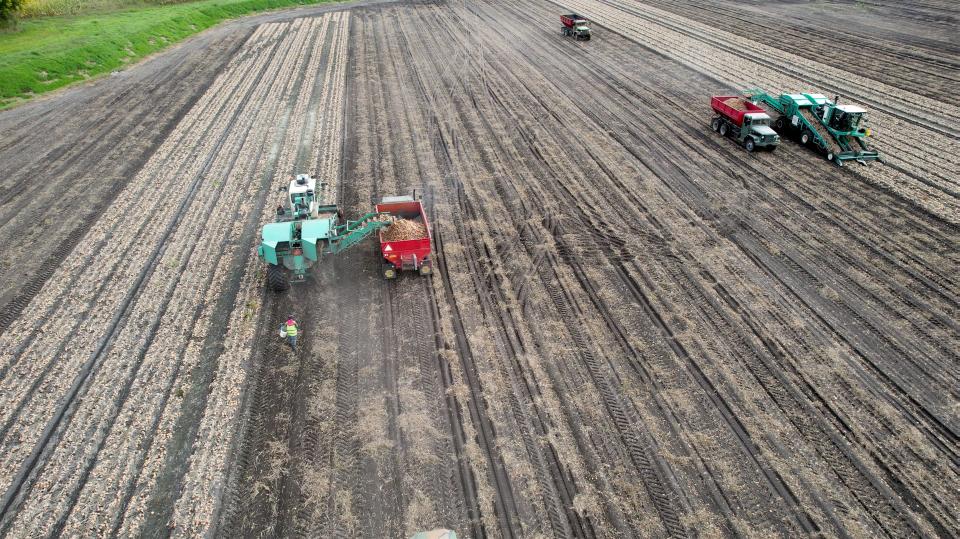 Onion harvester (Lee Shuknecht & Sons)